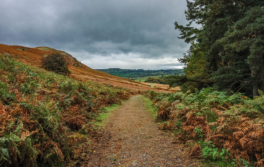 Knipescar Common